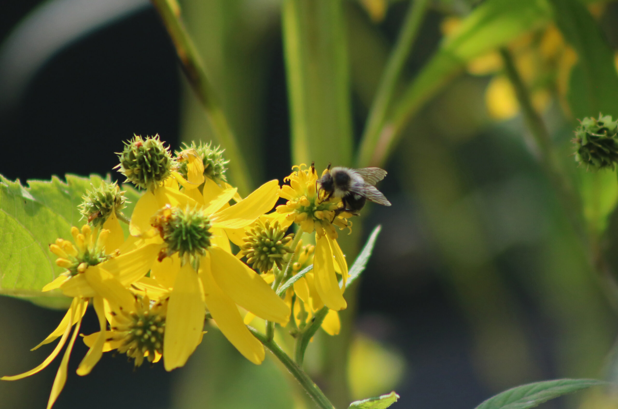 Bee on FLower